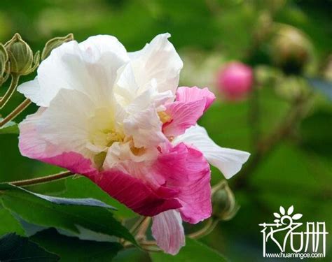 芙蓉種植方法|芙蓉要怎麼種